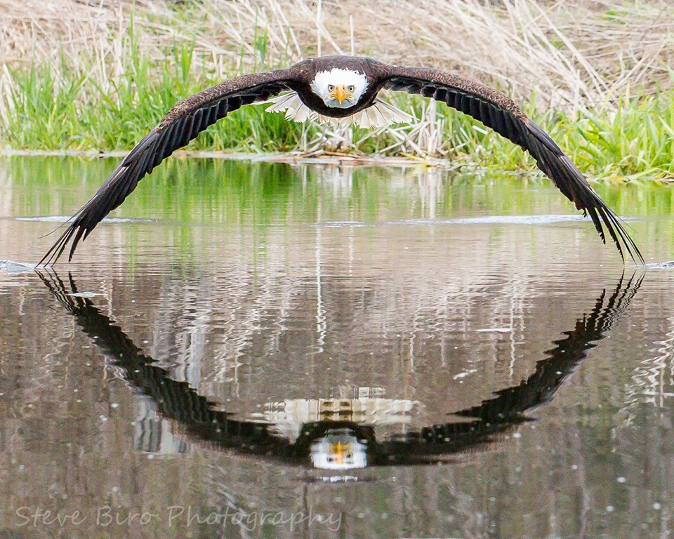 Eaglemirrorimage.jpg