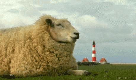 schapieschapie.gif