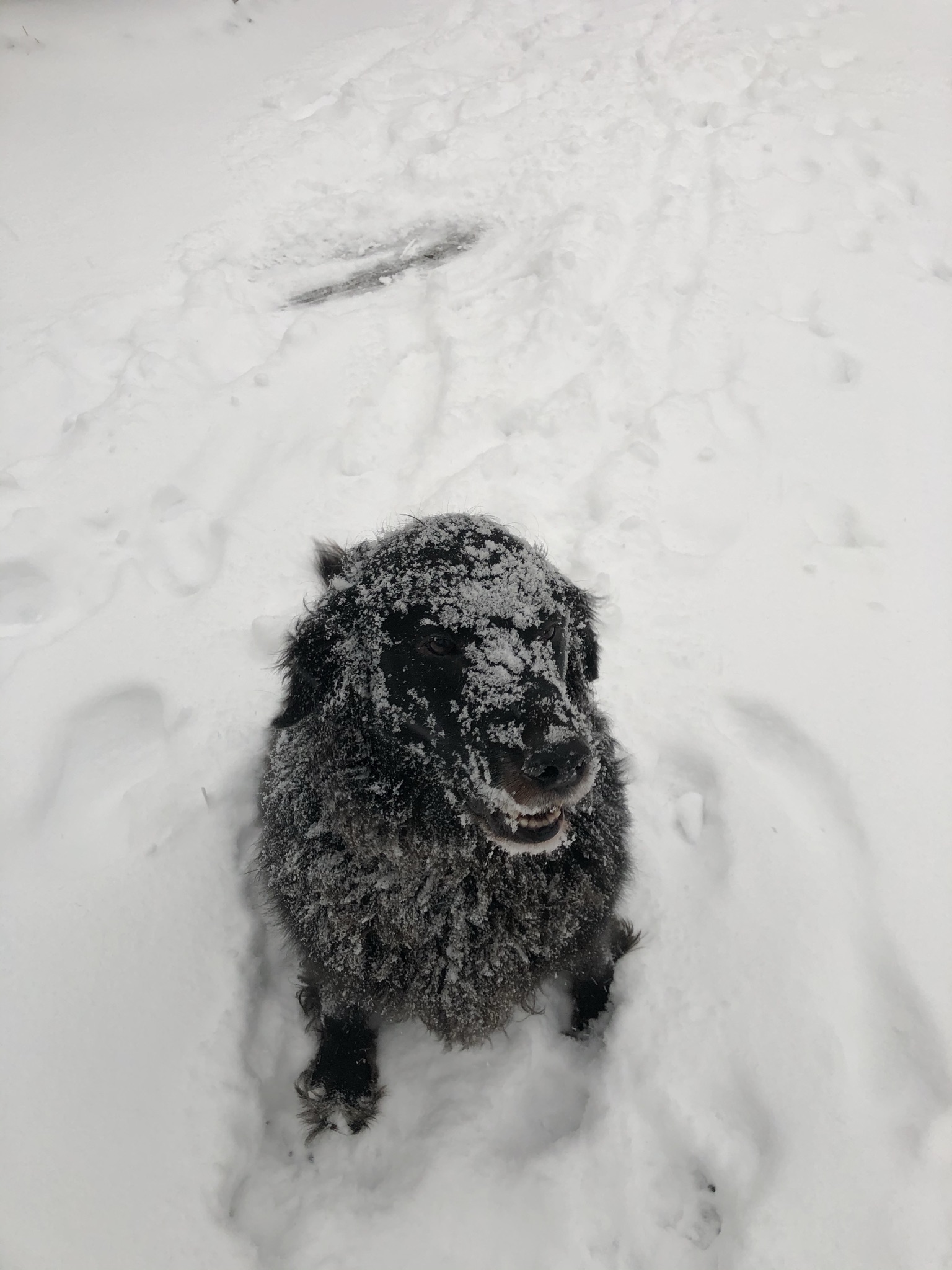 C7325C87-6AB8-42C1-9D25-9D53259D4DDD.jpeg