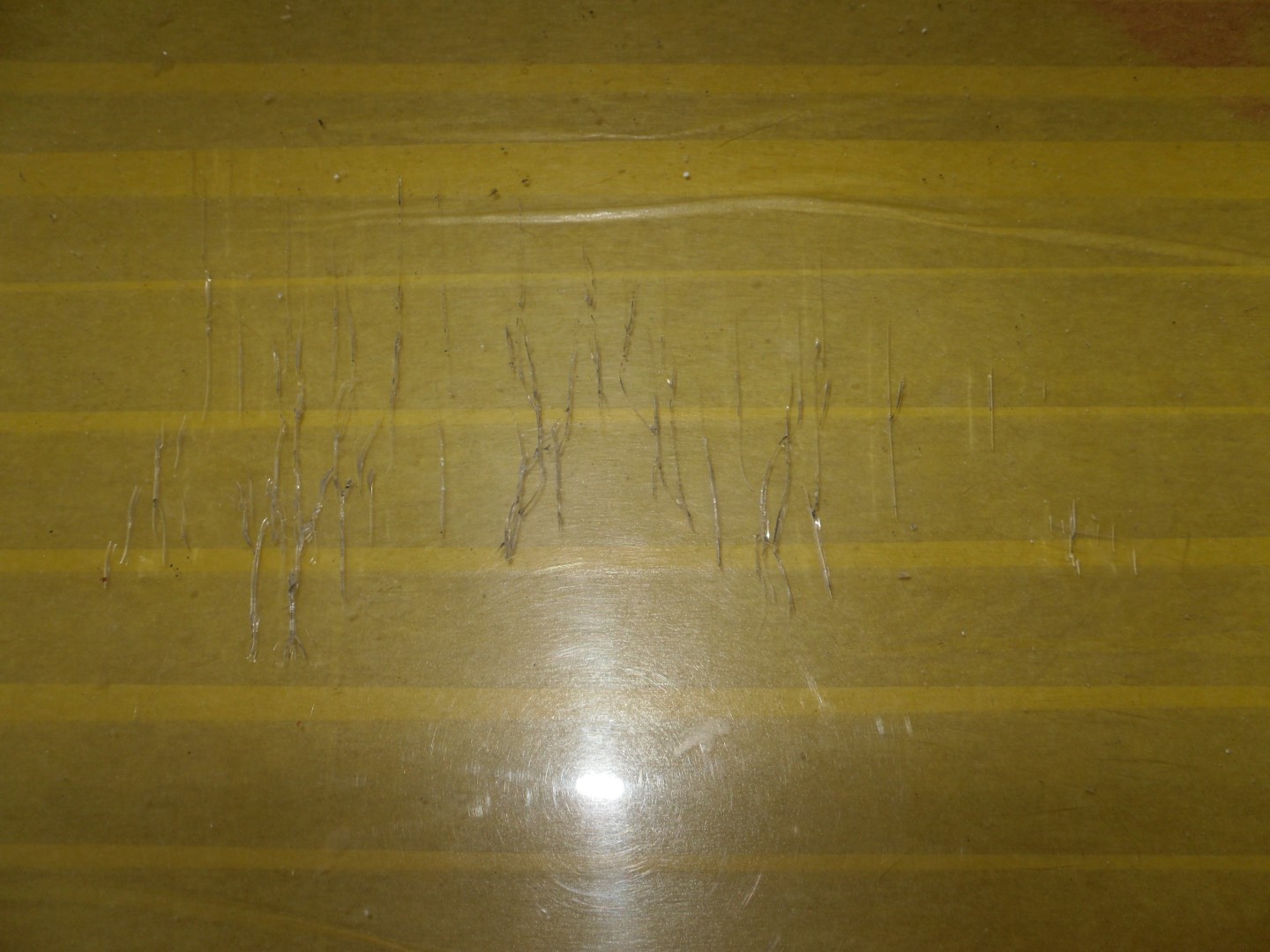 SDC10003 (Groot).JPG