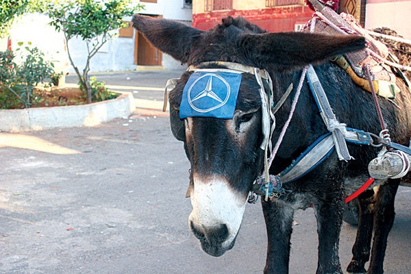 donkeymercedes.jpg