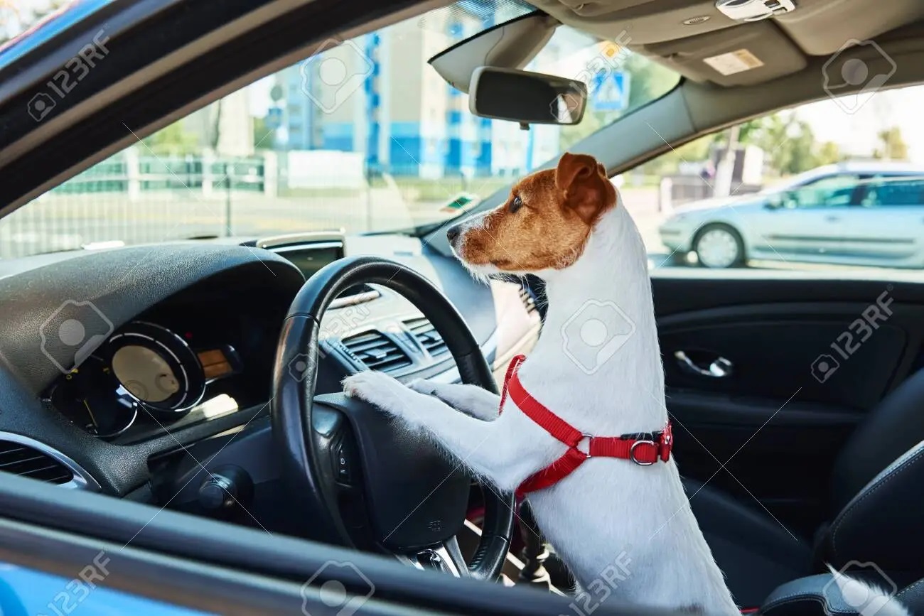 156539765-jack-russell-terrier-dog-sits-in-the-car-on-driver-sit-trip-with-a-dog.jpg