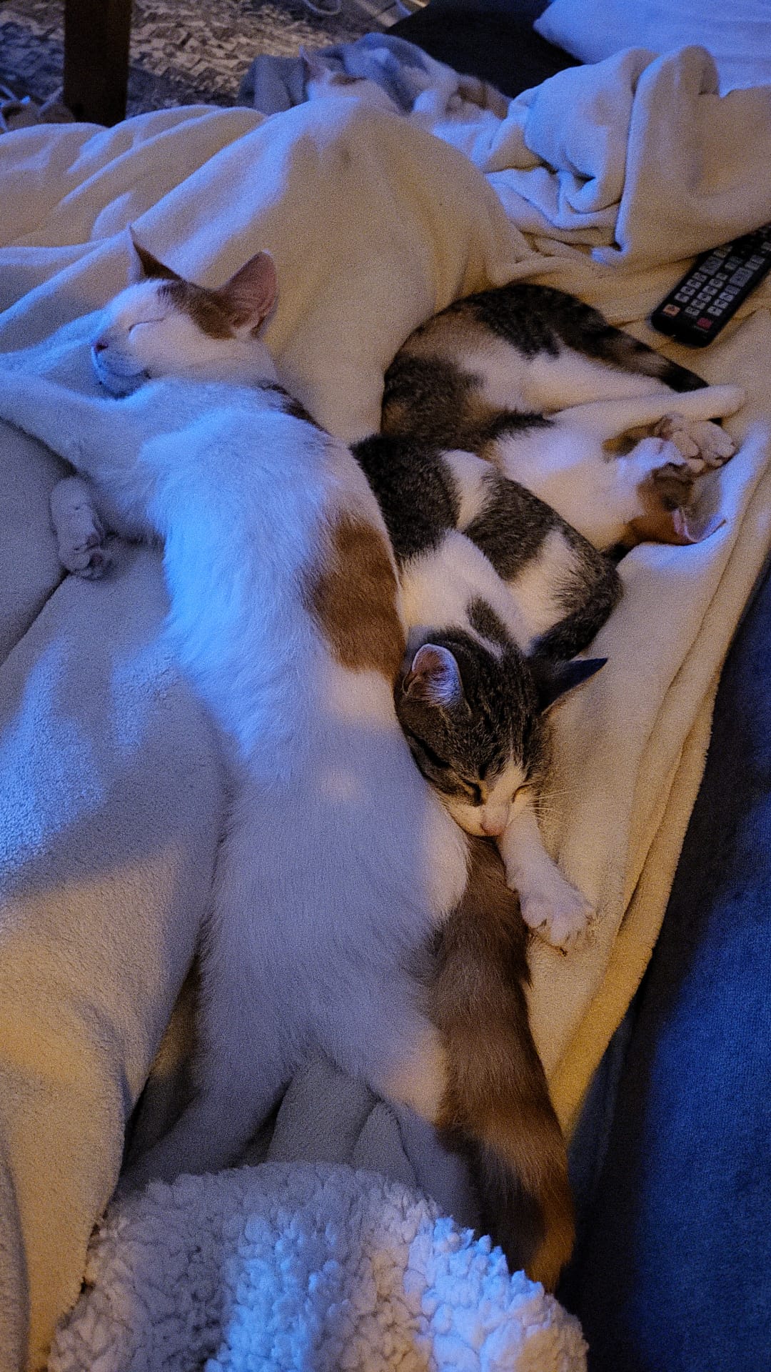 Kitten half jaar..jpg