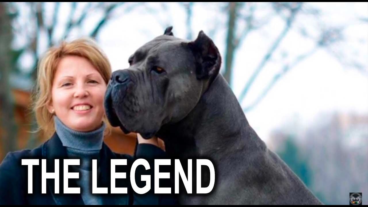 Thelegend.jpg