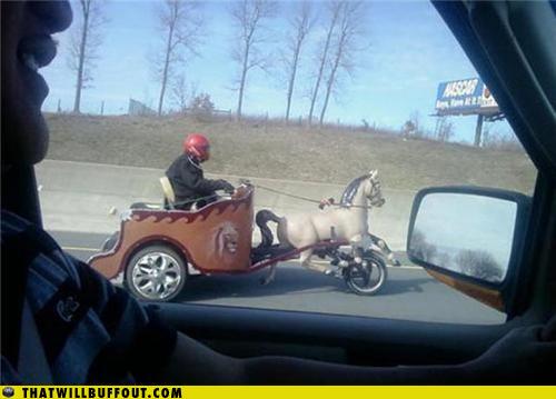 funny-car-photos-in-a-ben-hurry-chariot-horses.jpg
