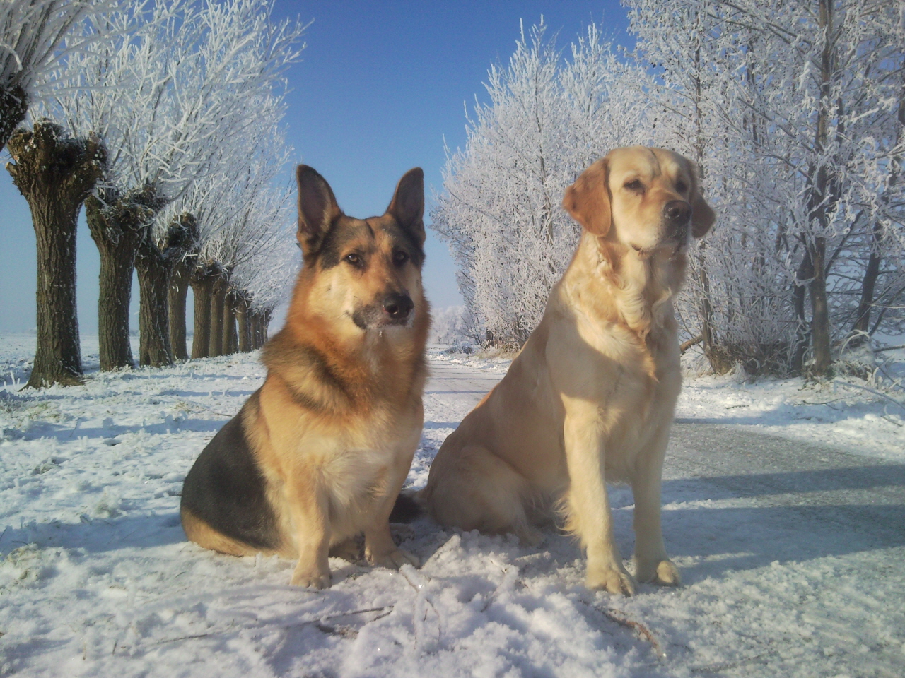 Maya & Davi in de sneeuw.jpg