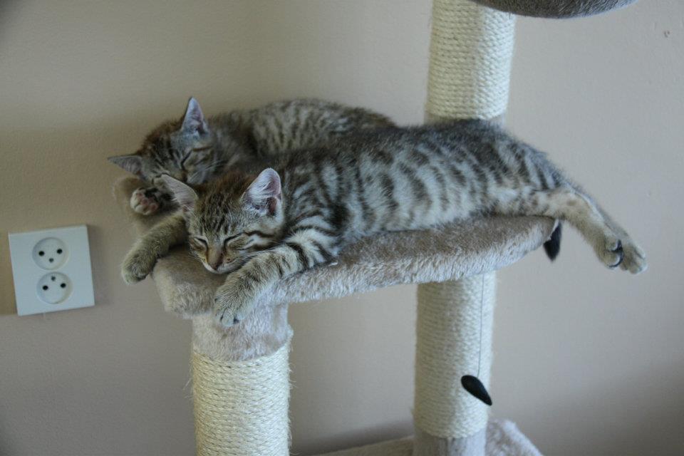 kittens.jpg