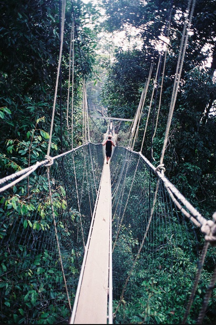 Canopy walkway.jpg