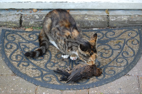 poes.jpg